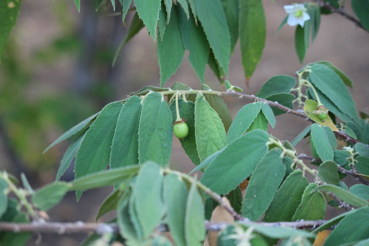 Muntingia calabura L.